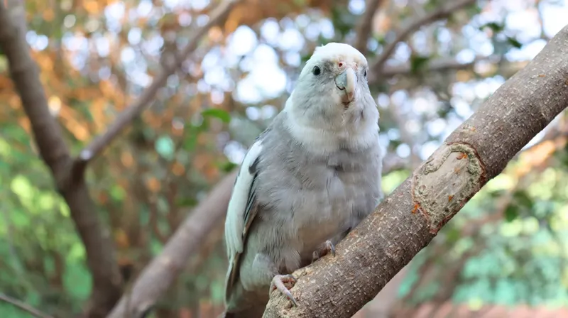 Ave de plumagem cinza-azulada pousada em um galho